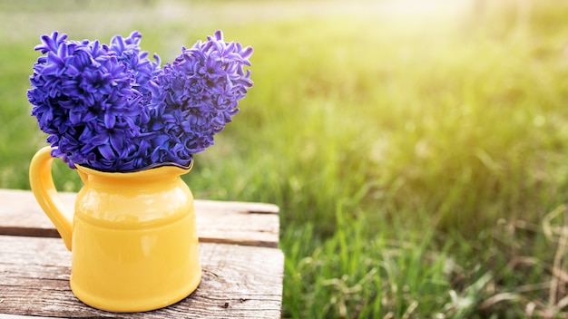 Concept ensoleillé de jardinage printanier ou d'été avec des fleurs de jacinthe bleu-violet violet vif dans la cruche ou le vase jaune sur une vieille table en bois dans le jardin avec de l'herbe verte. Arrière-plan flou