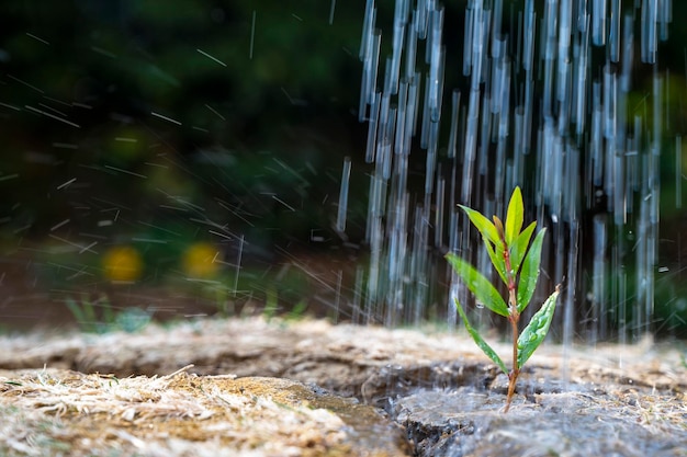 Concept d'environnement abstrait du changement climatique Gouttes de pluie tombant sur une petite plante verte en pleine croissance sur un sol fissuré Mise au point sélective