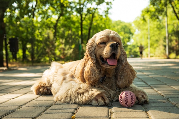 Concept d'épagneul américain d'animal de compagnie et de chien meilleur ami