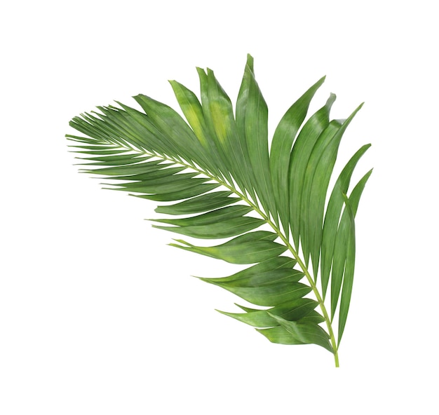 Concept d'été avec des feuilles de palmier vert de frondes florales feuilles tropicales branches arbre isolé sur fond blanc plat jeter vue de dessus