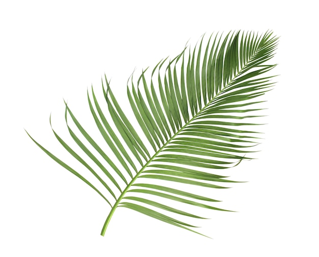 Concept d'été avec des feuilles de palmier vert de frondes florales feuilles tropicales branches arbre isolé sur fond blanc plat jeter vue de dessus