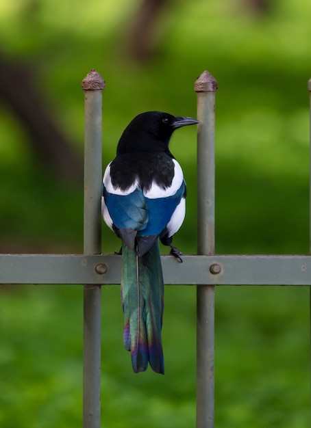 Photo concept de la faune magpie oiseau sauvage picapica europien commun magpie eurasienne sur des balustrades grises