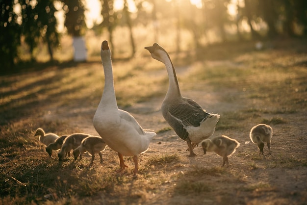 Concept de ferme animale troupeau d'oies vivant dans le domaine naturel de l'élevage d'oiseaux canard blanc en plein air et troupeau d'oies dans le concept agricole