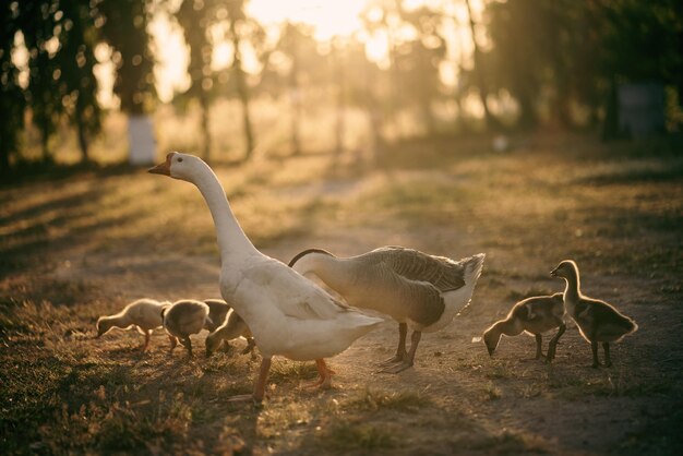 Concept de ferme animale troupeau d'oies vivant dans le domaine naturel de l'élevage d'oiseaux canard blanc en plein air et troupeau d'oies dans le concept agricole