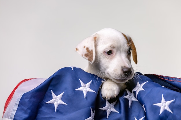 Concept de la fête de l'indépendance américaine, mignon chiot jack russell terrirer pose avec drapeau USA