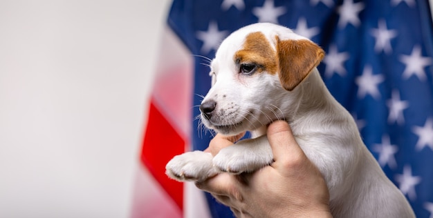 Concept de la fête de l'indépendance américaine, petit chiot pose devant le drapeau américain