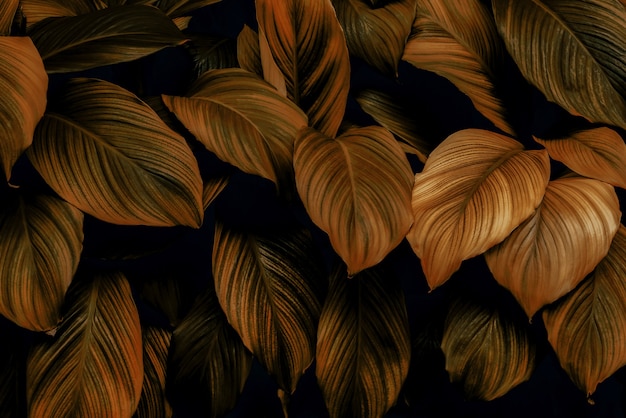 Le concept de feuilles de Cannifolium spathiphyllum abstrait surface vert foncé fond naturel