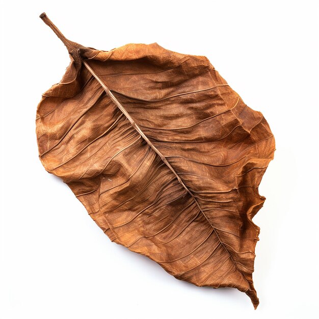 Photo le concept des feuilles sèches d'automne