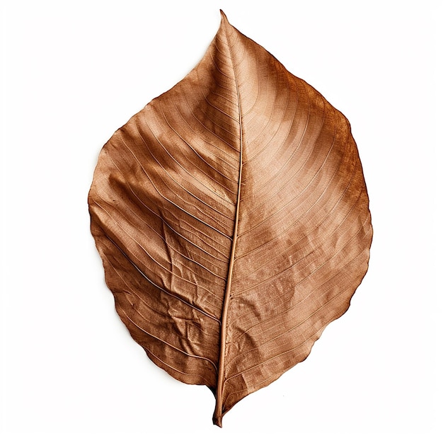 Photo le concept des feuilles sèches d'automne