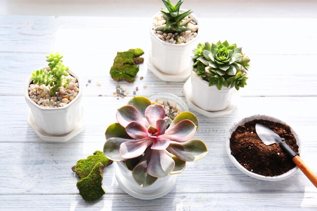 Concept de fleuriste Replantation de belles plantes succulentes sur un fond en bois blanc