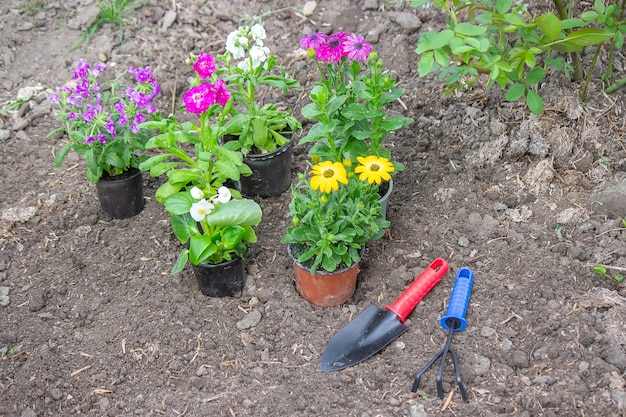 Concept de fleurs dans des pots de fleurs à planter sur un parterre de fleurs, mise au point sélective