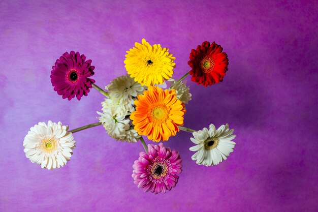 Concept de fleurs de gerbera pour la Saint Valentin ou la fête des femmes ou la fête des mères