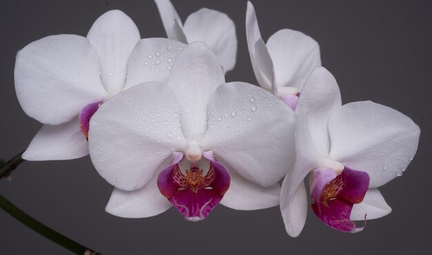 Concept floral plantes d'orchidées orchidées fleurissent phalaenopsis