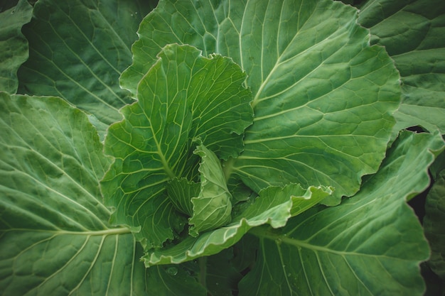 Concept de fond de nature fraîche, feuille verte en forêt avec des gouttelettes d'eau.