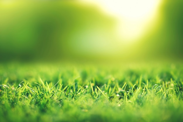 Concept de fond de printemps et de la nature, champ d'herbe verte agrandi avec parc flou et soleil.