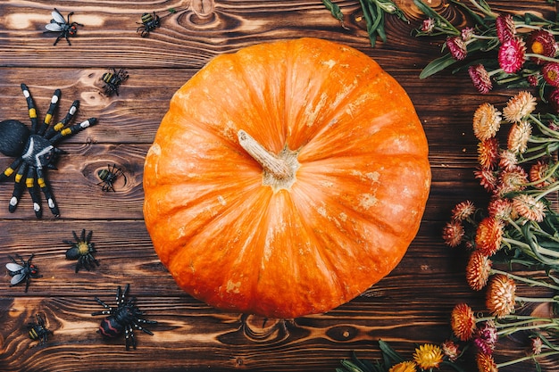 Concept d'Halloween avec des citrouilles fraîches, des araignées et des insectes avec des fleurs. Trick or Treat vue d'en haut