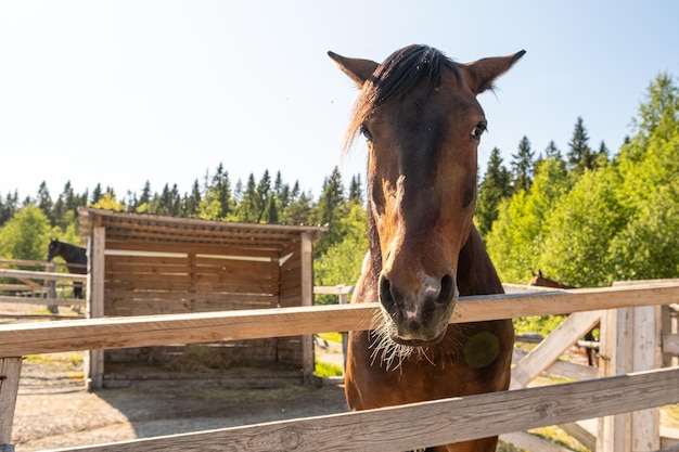 Concept de l'hippodrome de l'élevage des animaux modernes étalons cheval brun en décrochage relaxant dans la formation corra