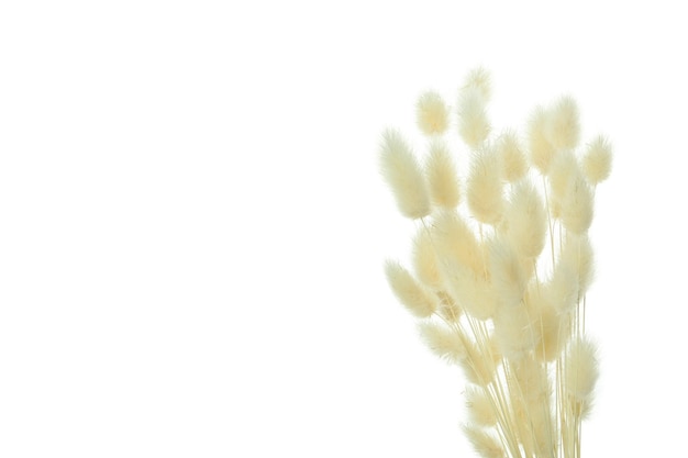 Concept Hygge fleurs séchées isolés sur fond blanc