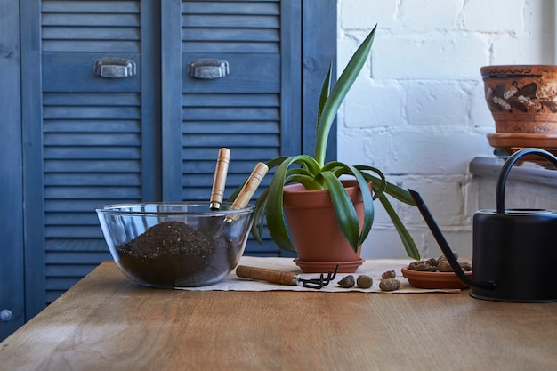 Concept de jardin domestique, fleurs de plantes d'intérieur