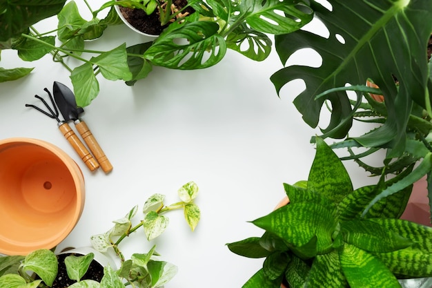 Photo concept de jardin potager prendre soin des plantes d'intérieur copier l'espace vue de dessus