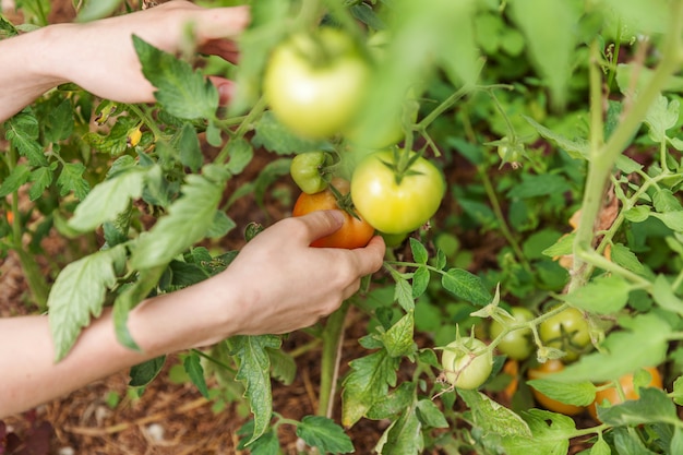 Concept de jardinage et d'agriculture. Femme ouvrier agricole cueillette à la main des tomates biologiques mûres fraîches. Produits de serre. Production d'aliments végétaux. Tomate poussant en serre.