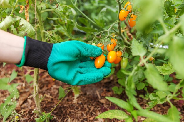 Concept de jardinage et d'agriculture. Femme ouvrier agricole main dans la main la cueillette de tomates biologiques mûres fraîches