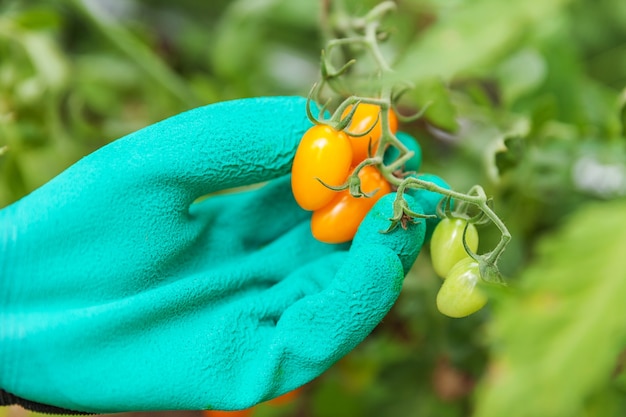 Concept de jardinage et d'agriculture. Femme ouvrier agricole main dans la main la cueillette de tomates biologiques mûres fraîches