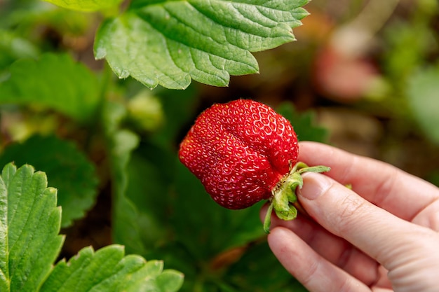 Concept de jardinage et d'agriculture femme travailleur agricole récolte à la main des fraises mûres rouges dans le jardin wo