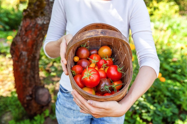 Concept de jardinage et d'agriculture. Jeune femme main d'ouvrier agricole tenant un panier cueillant des tomates biologiques mûres fraîches dans le jardin. Produits de serre. Production d'aliments végétaux