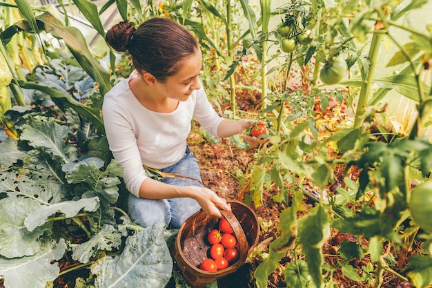 Concept de jardinage et d'agriculture. Jeune ouvrier agricole avec panier cueillette de tomates biologiques mûres fraîches. Produits de serre. Production d'aliments végétaux. Tomate poussant en serre.