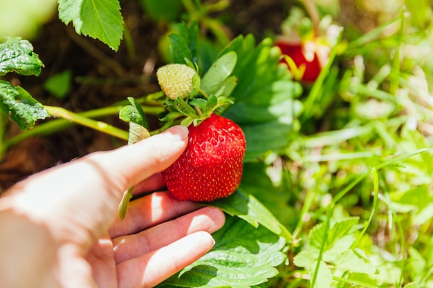 Concept de jardinage et d'agriculture. Main de travailleur agricole femelle récolte des fraises biologiques mûres fraîches rouges dans le jardin.