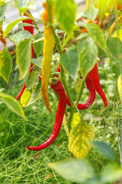 Concept de jardinage et d'agriculture rouge parfait piment rouge frais mûr prêt à être récolté sur