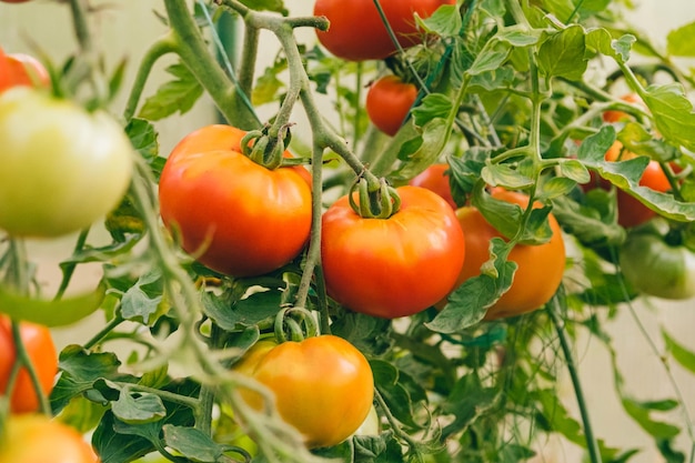 Concept de jardinage et d'agriculture Tomates rouges biologiques mûres fraîches poussant en serre