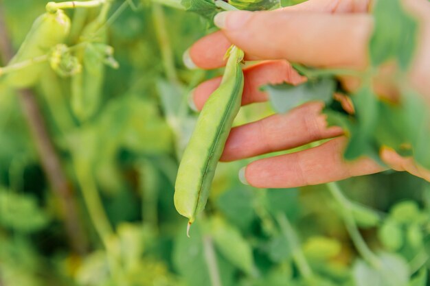 Concept de jardinage et d'agriculture