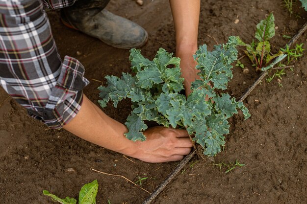 Concept de jardinage un jeune jardinier masculin prenant soin d'un légume en pelletant le sol autour de la plante.