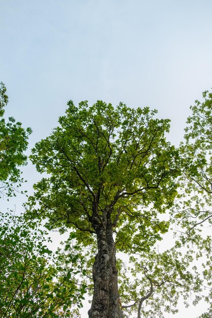 Concept de jour de la terre avec sens naturel de fond de forêt tropicale avec arbre à canopée