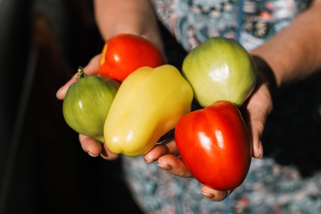 Concept de la Journée mondiale des végétariens. Gros plan de légumes dans les mains des femmes, poivrons, vue de dessus de tomates rouges et vertes. Récolte