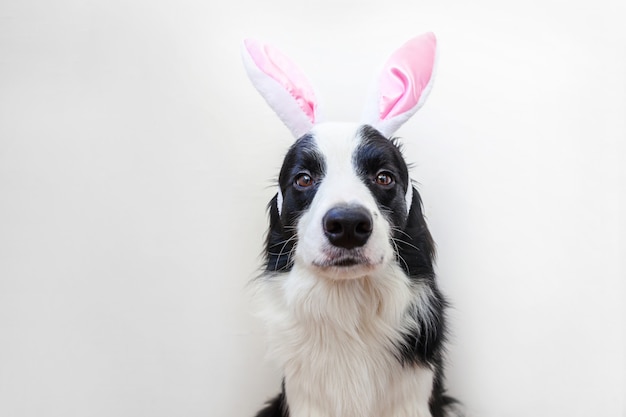 Concept de Joyeuses Pâques. Funny portrait of cute smilling puppy dog border collie portant des oreilles de lapin de Pâques isolated on white