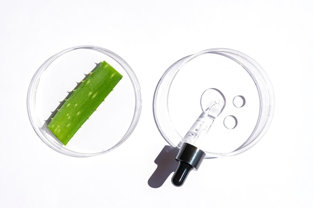 Concept de laboratoire cosmétique naturel Boîtes de Pétri avec gel cosmétique de compte-gouttes de pipette végétale d'Aloe Vera avec sérum sur fond blanc vue de dessus