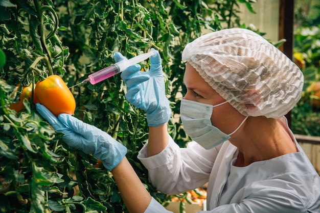 Concept de légumes génétiquement modifiés