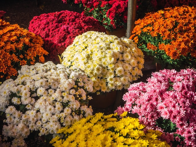 Concept de magasin de fleurs Gros plan du bouquet de fleurs colorées mélangées Fond d'écran