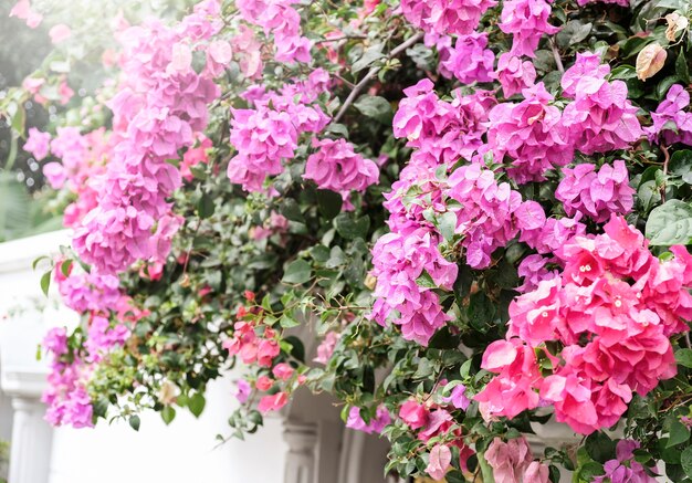 Concept de maison et jardin de Bougainvillea ou fleur de papier