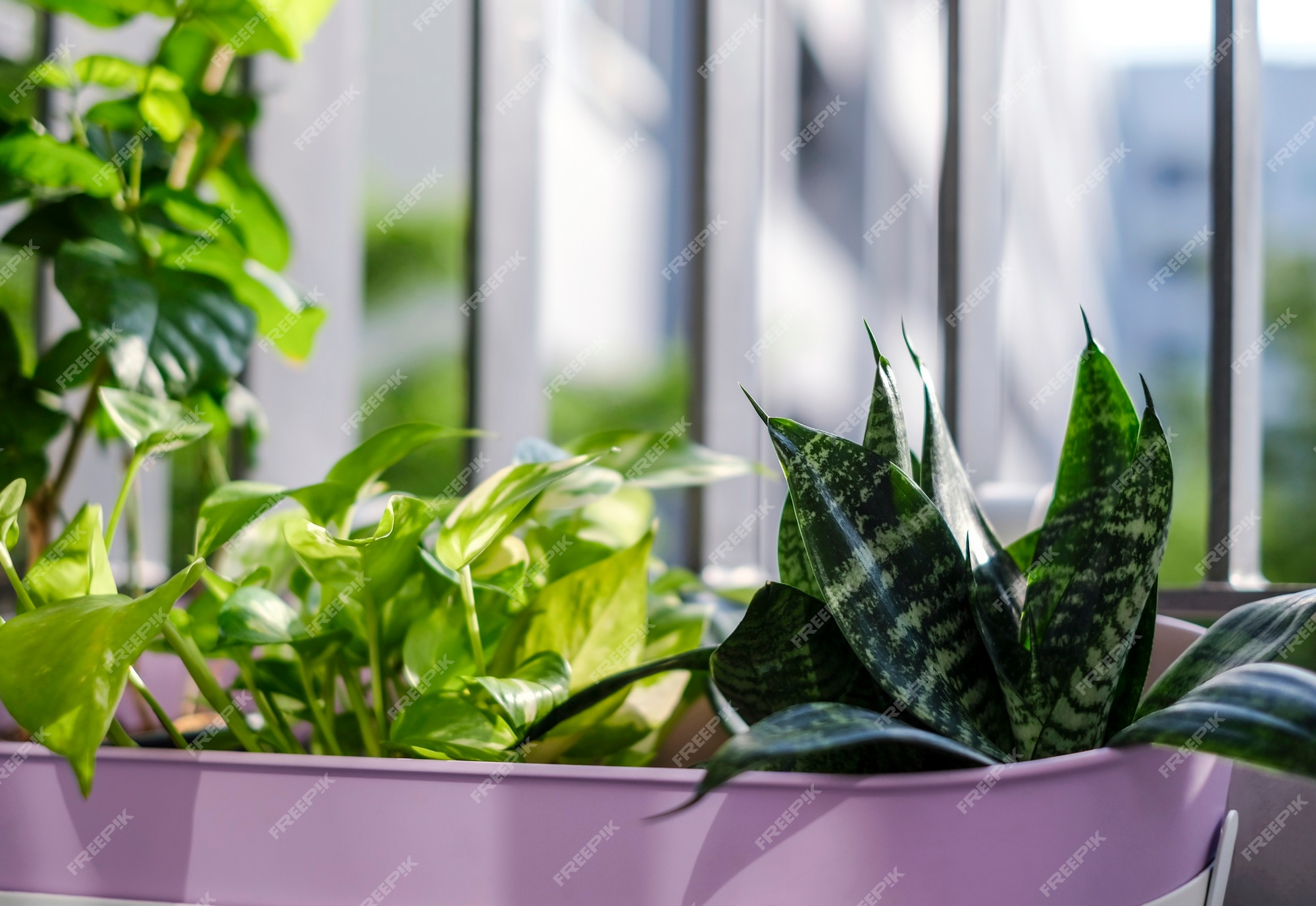 Concept De Maison Et Jardin De Pothos D'or Et Plante De Serpent En Pot De  Fleur Violet | Photo Premium