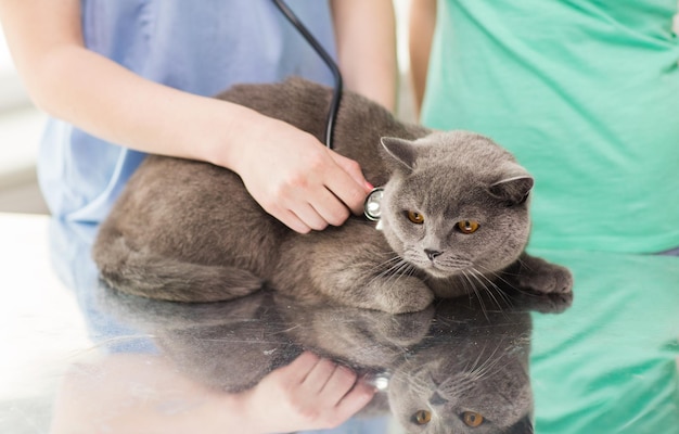 concept de médecine, d'animal de compagnie, d'animaux, de soins de santé et de personnes - gros plan d'un médecin vétérinaire avec stéthoscope vérifiant un chat britannique à la clinique vétérinaire