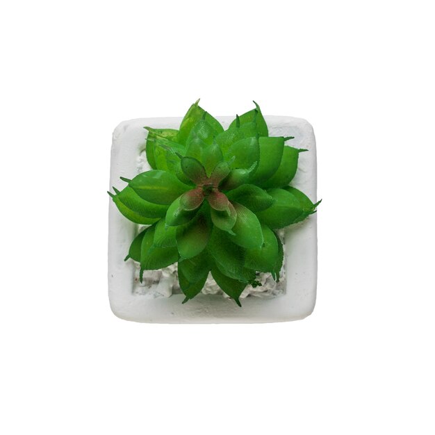 Concept minimaliste de plantes miniatures Vue de dessus d'une succulente dans un pot blanc isolé sur fond blanc Une plante pour le bureau