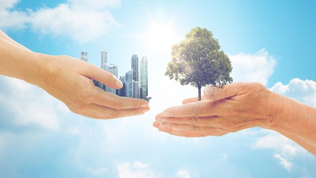 concept de nature, de conservation, d'environnement, d'écologie et de personnes - mains de femmes jeunes et âgées tenant un chêne vert et des bâtiments de la ville sur fond de ciel bleu