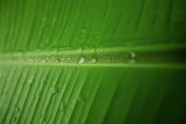 Concept de la nature Gros plan d'une feuille verte avec de nombreuses gouttelettes de fraîcheur par des gouttes d'eau Protection de l'environnement et ressources durables Fond de texture de surface verte naturelle