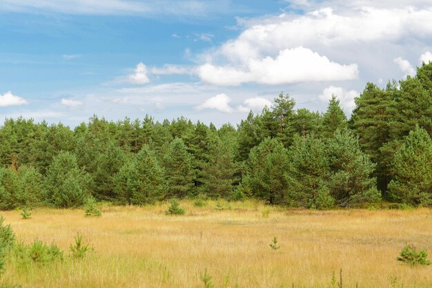 concept nature, saison et environnement - forêt et champ d'épicéas d'été