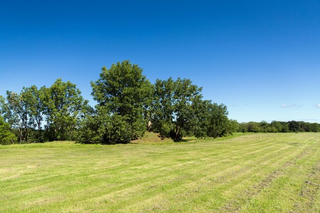 concept nature, saison, paysage et environnement - champ d'été et arbres