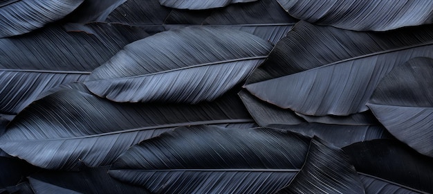 Concept de nature sombre texture de feuilles noires abstraite pour le fond de feuilles tropicales composition à couche plate